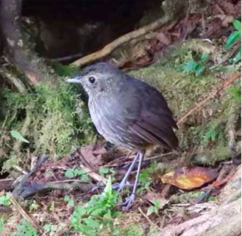 galeria-BIRDING01
